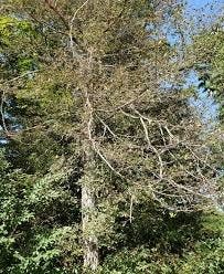A beech tree at Morton Park in Plymouth shows advanced beech leaf disease with loss of leaves and branch dieback.