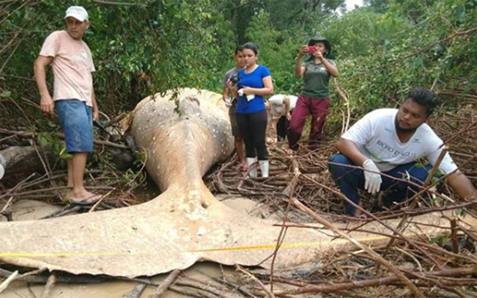 Measuring in at 11-metres in length and almost two metres in width, experts remain unsure how it ended up in the amazon. Source: Instagram/bicho_dagua