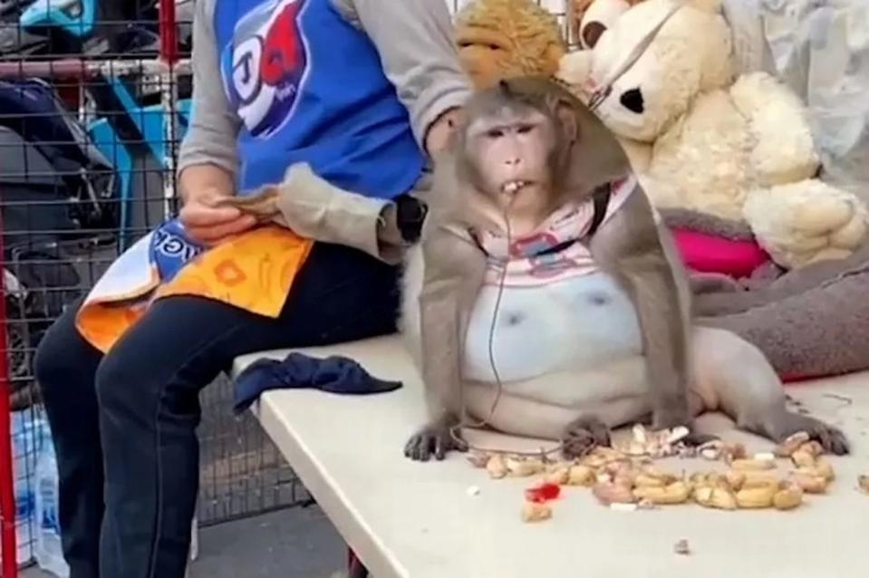 悲報！「世界最肥悟空」英年早逝胖死，猴猴被縱容吃過多垃圾食物。（翻自《每日星報》）