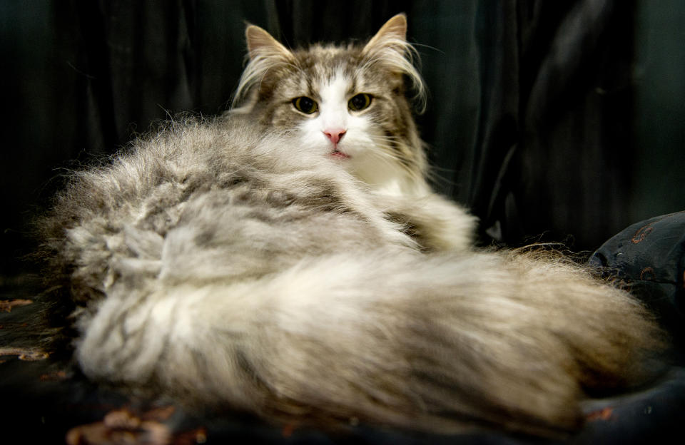 <p>Norspirit Miss Florence, a Norwegian Forest Cat participates in the GCCF Supreme Cat Show at National Exhibition Centre on October 28, 2017 in Birmingham, England. (Photo: Shirlaine Forrest/WireImage) </p>