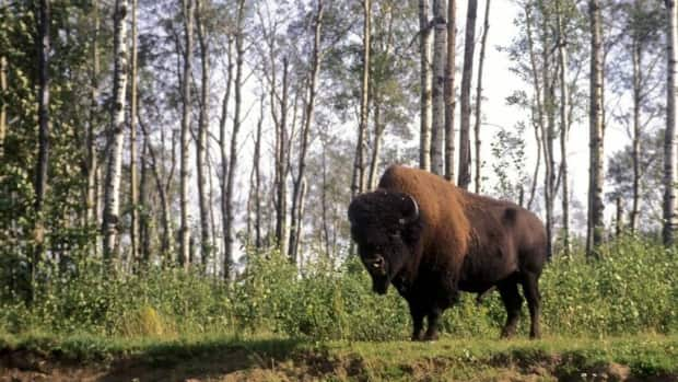 Alberta says it is looking at all potential measures to conserve and recover the Wabasca bison population, which is at risk of local extinction.  (Max Finkelstein/Parks Canada, via the Canadian Press  - image credit)