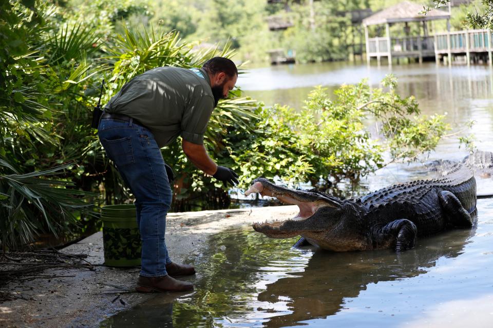 Brandon Fisher, an alligator expert feeds alligators their daily meal on June 25, 2024 in the north breeding marsh at Gatorland, a family-run amusement park celebrating its 75th anniversary in Orlando, Florida.