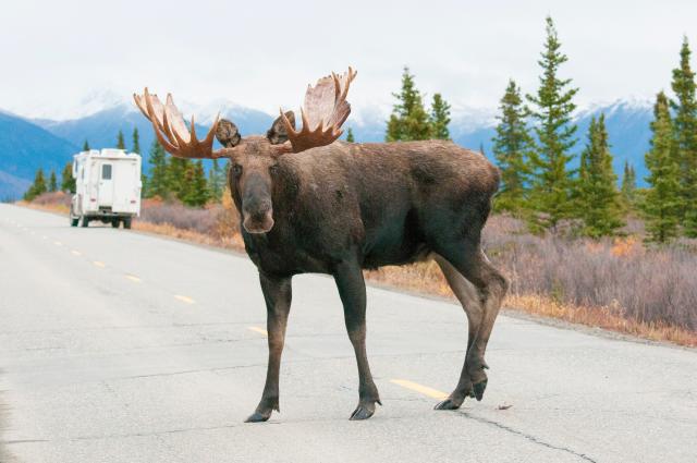 Moose on the Loose: Opening day for the New York Yankees