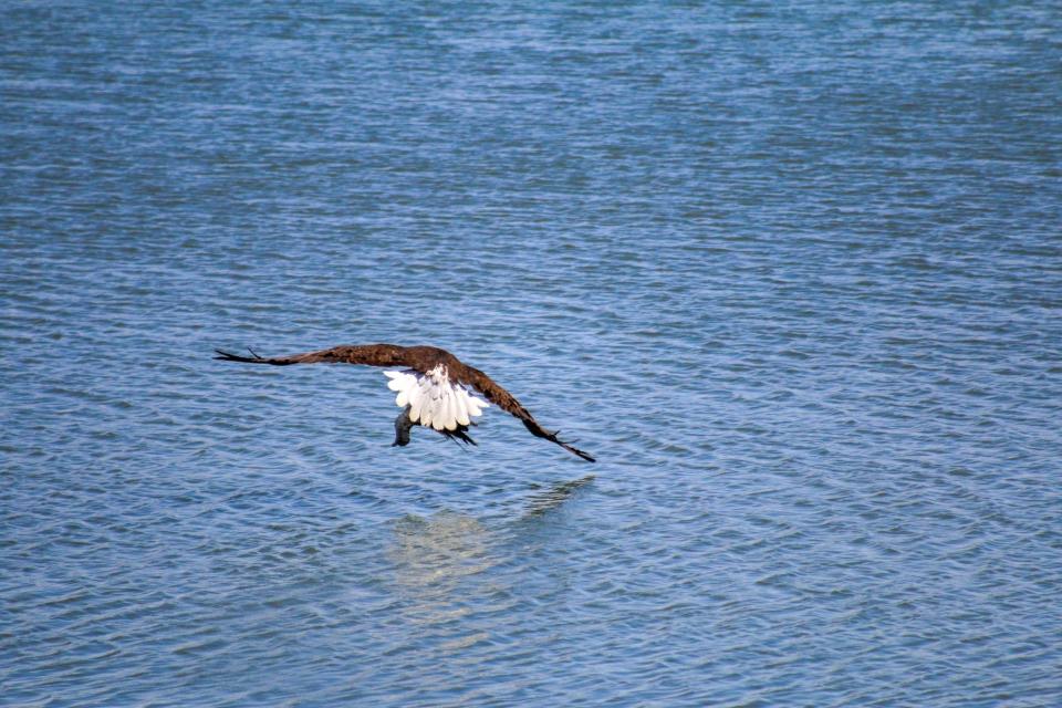 The eagle graces the water while clutching a smaller bird in its talons