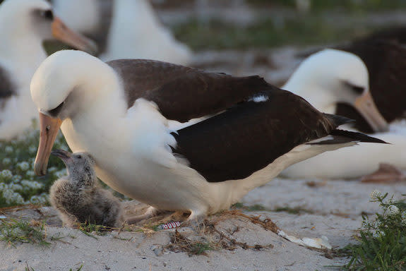 A wild, banded bird named Wisdom, the world's oldest animal to give birth, greets her new chick, named K?kini, the Hawaiian word for "messenger."