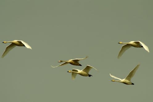 <span class="caption">Tundra swans migrating from southern China to the high Arctic.</span> <span class="attribution"><span class="source">Yifei Jia</span>, <span class="license">Author provided</span></span>