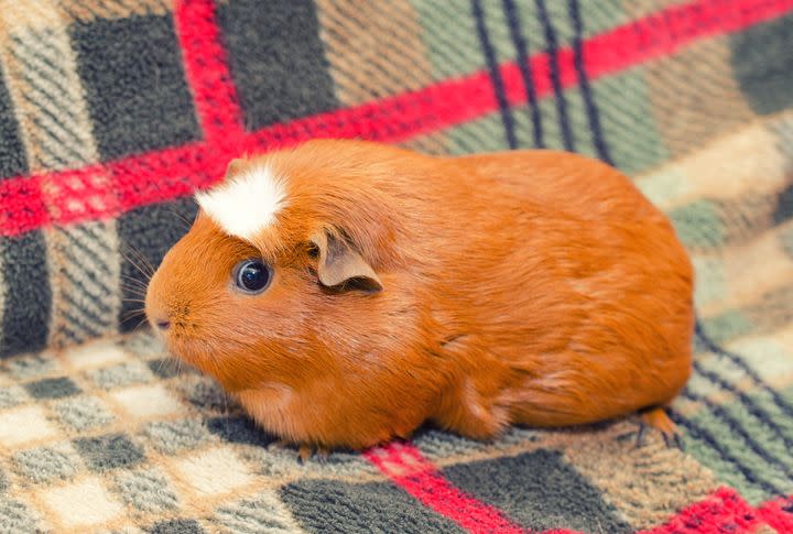 white crested guinea pig sitting on a sofa retro style