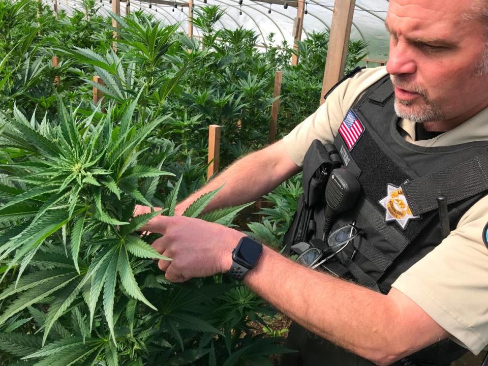 Lt. Tom Letras of the Stanislaus County Sheriff’s Office takes part in a raid of an illegal marijuana grow on Olivera Road in south Modesto on Thursday, April 28, 2022.