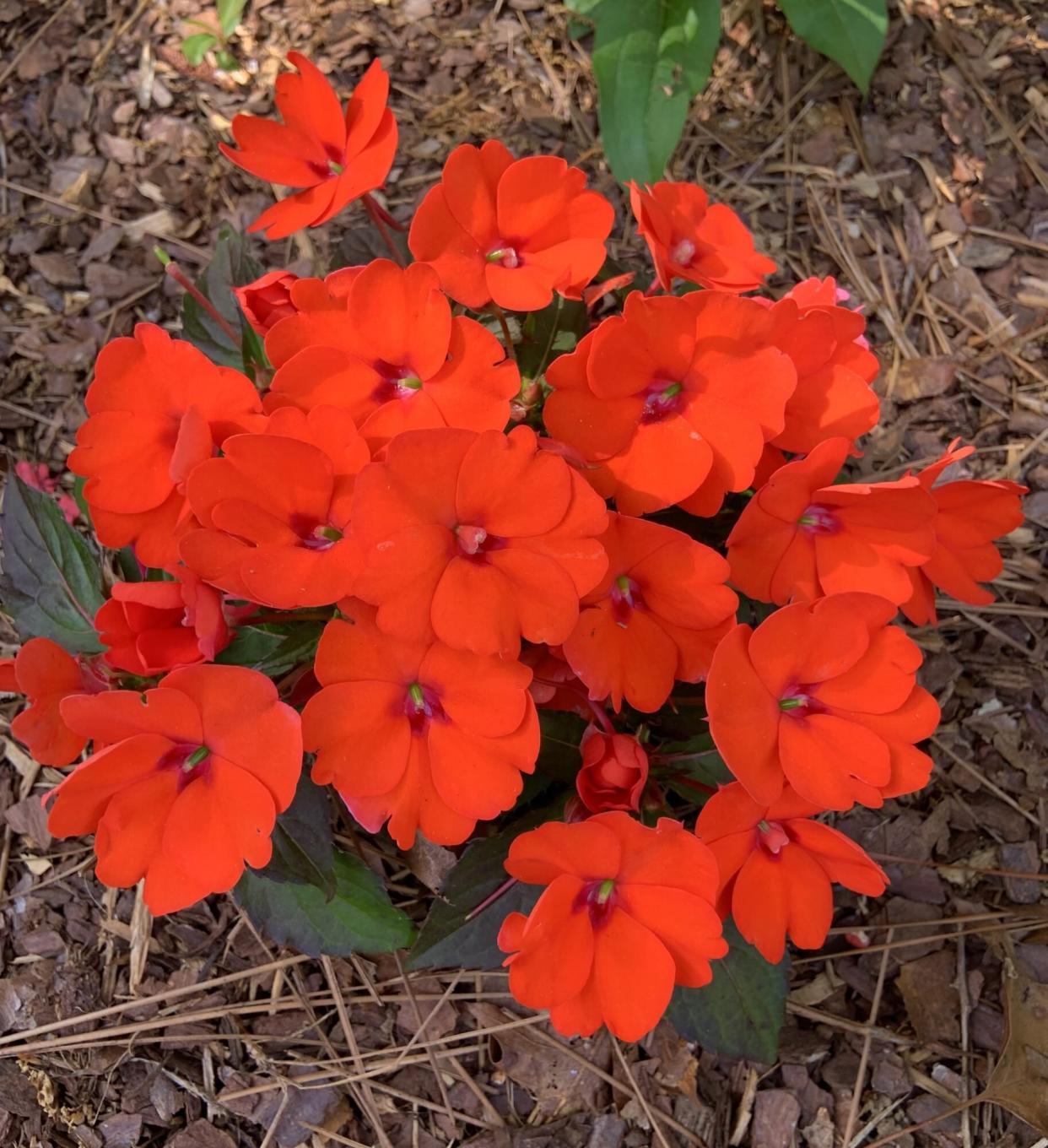 Sunpatiens 'Electric Orange'