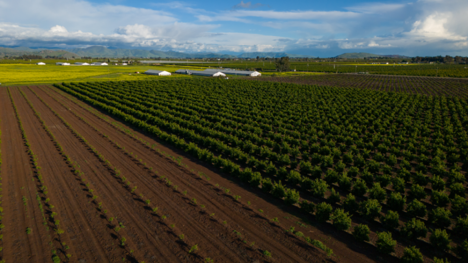 A New Offering For A California Citrus Grove Is Projected To Provide A 9.6% Yield To Investors