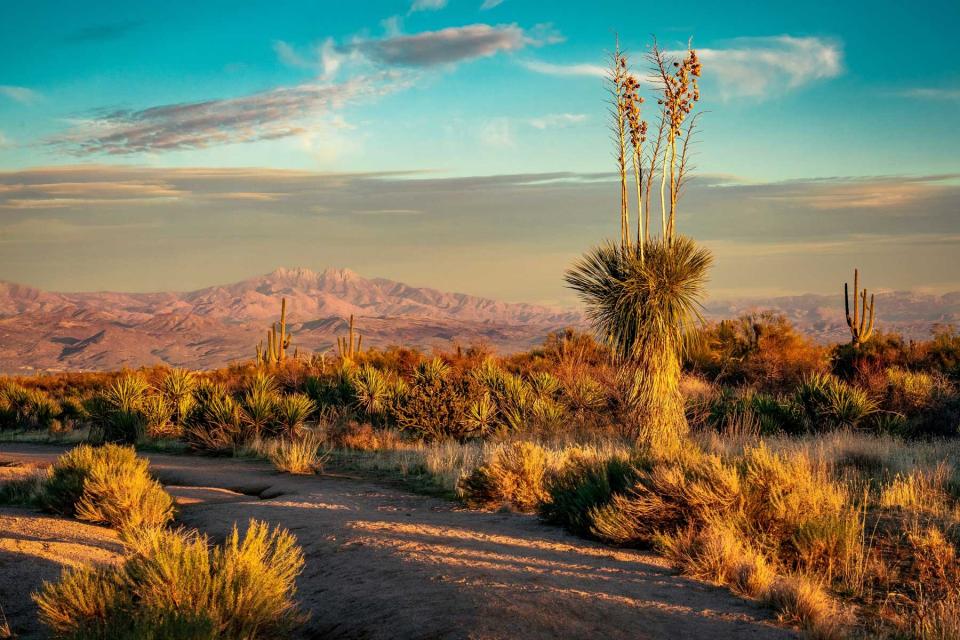 Plants Growing On Land Against Sky During Sunset With Mountain Range in Scottsdale, AZ