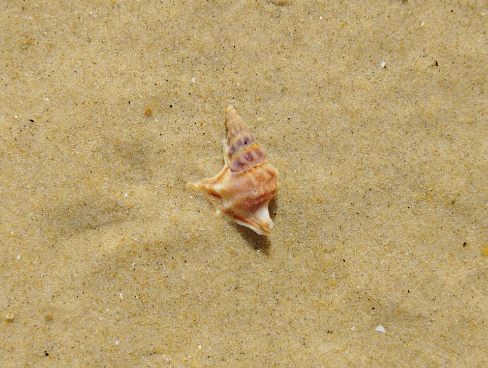 Aporrhais pespelecani im Meerwasser