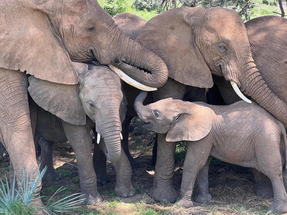 Una familia de elefantes consuela a una cría mientras duerme bajo un árbol en la Reserva Nacional de Samburu, Kenia. Crédito: George Wittemyer.