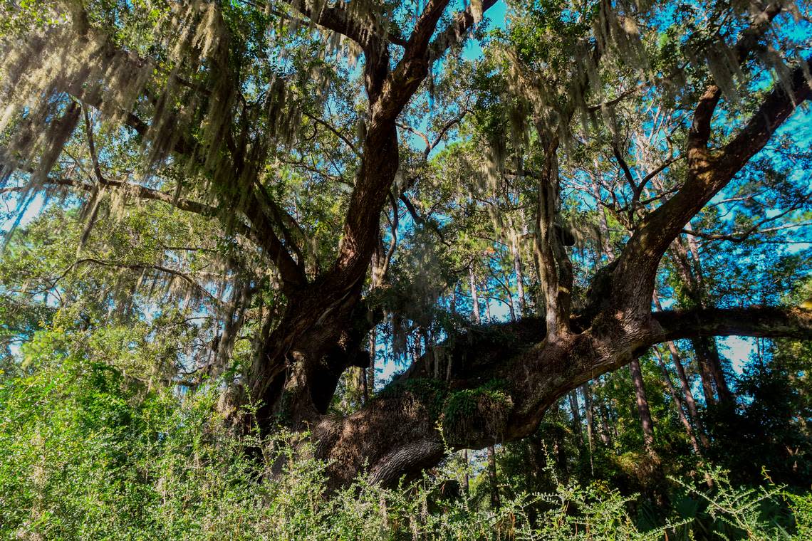 The massive live oak in Cherry Hill Plantation as photographed on Sept. 21, 2022, is in peril as the owner of the land wants to build on the property located in the Town of Port Royal.