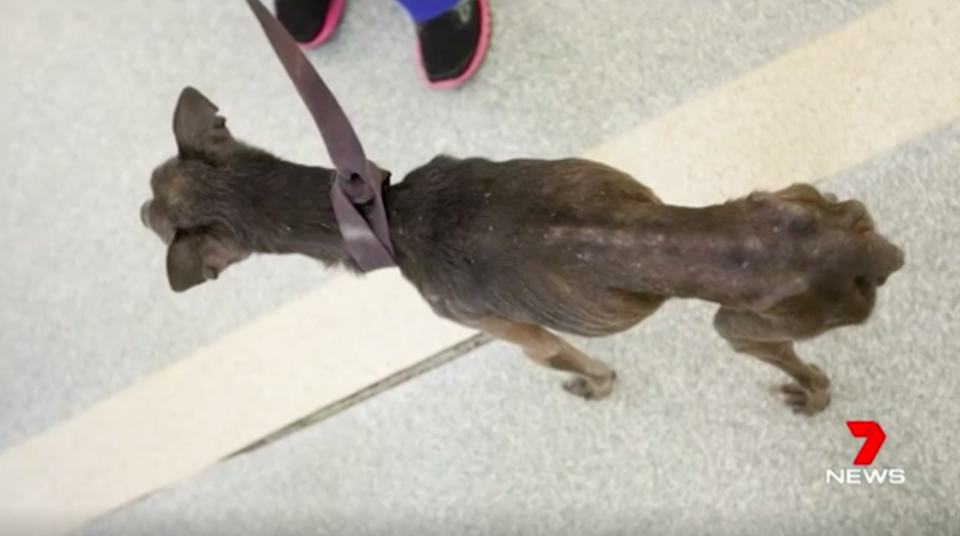 Charlie was just skin and bone by the time RSPCA investigators discovered him. Source: 7News