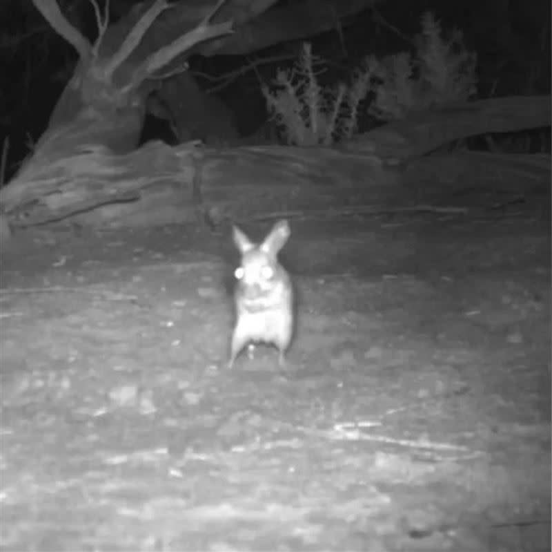 名野生動物保護區的學者日前透過監視錄影器捕捉到一種神秘老鼠的身影。（圖／翻攝自「Australian Wildlife Conservancy 」）
