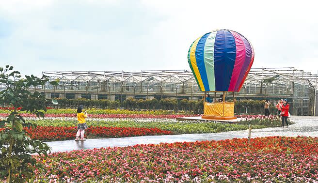 台東縣成功鎮農會花海是民眾走春必訪景點之一，今年從展售中心前方移至後方，面積更大，還能遠眺海景。（蔡旻妤攝）