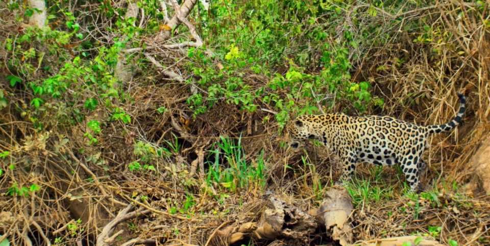 A hungry leopard sets to pounce on its unsuspecting prey. (BBC)