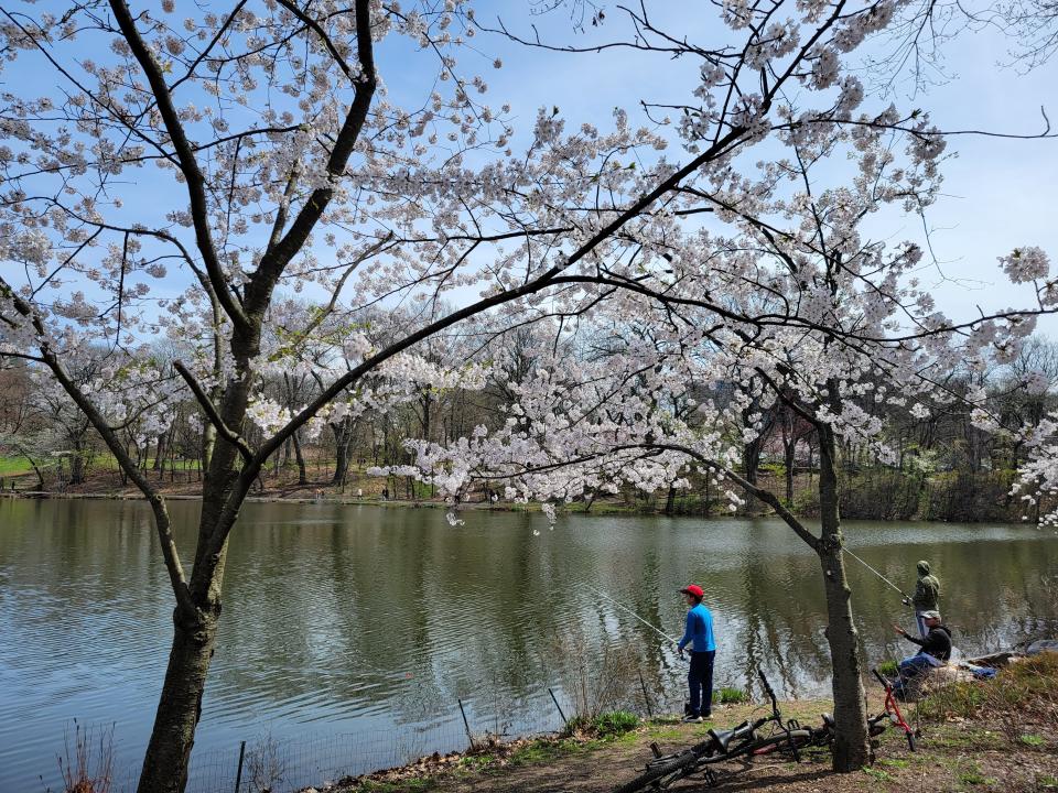 A young visitor with a red baseball cap and another visitor stand on the shore of the lake with fishing poles next to a couple cherry trees.