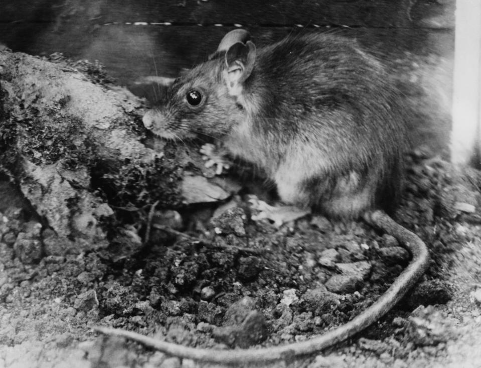 A brown rat photographed in 1953.