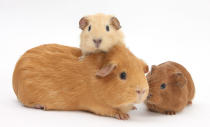 <p>Mother guinea pig with two babies. (Warren Photographic/Mercury Press) </p>