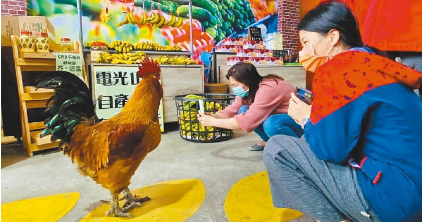 關山鎮農會米國學校飼養的大公雞，是園區內的動物明星，日前離奇失蹤，農會盼民眾協尋。（圖／讀者提供／蕭嘉蕙台東傳真）