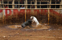 A dog and wild boar fight during a contest, known locally as 'adu bagong' (boar fighting), in Cikawao village of Majalaya, West Java province, Indonesia, September 24, 2017. REUTERS/Beawiharta