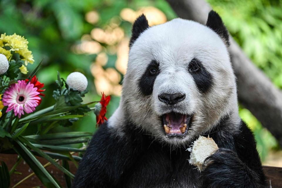 Giant male panda Xing Xing eats fruit received as part of its 17th birthday celebrations at Malaysia’s national zoo in Kuala Lumpur on August 23, 2023. (Photo by Mohd RASFAN / AFP) (Photo by MOHD RASFAN/AFP via Getty Images)
