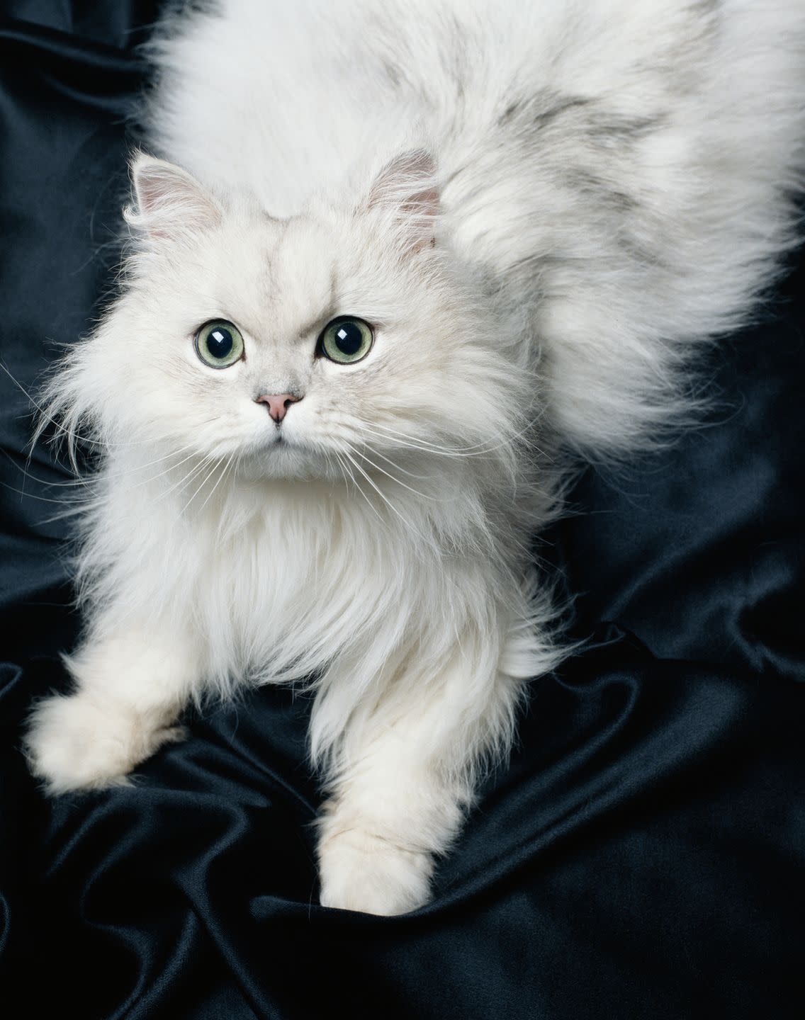 persian cat on black satin