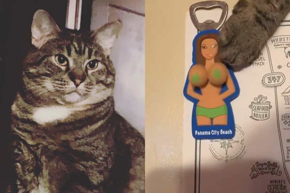 <p>貓咪對「大ㄋㄟㄋㄟ」開瓶器愛不釋手。（圖／Instagram＠ pamthaham）</p>
