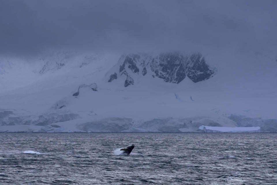 A whale breaches the surface of the Southern Ocean in front of mountains on the Antarctica Peninsula on March 15, 2023. While krill fishing is banned in U.S. waters due to concerns it could impact whales, seals and other animals that feed on the shrimp-like creatures, it’s been taking place for decades in Antarctica, where krill are most abundant. (AP Photo/David Keyton)
