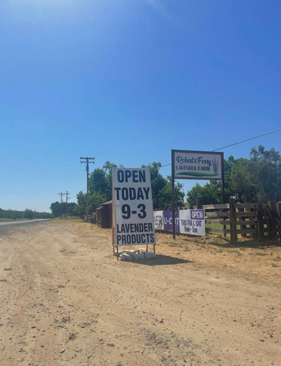 Roberts Ferry Lavender Farm in Waterford, California.