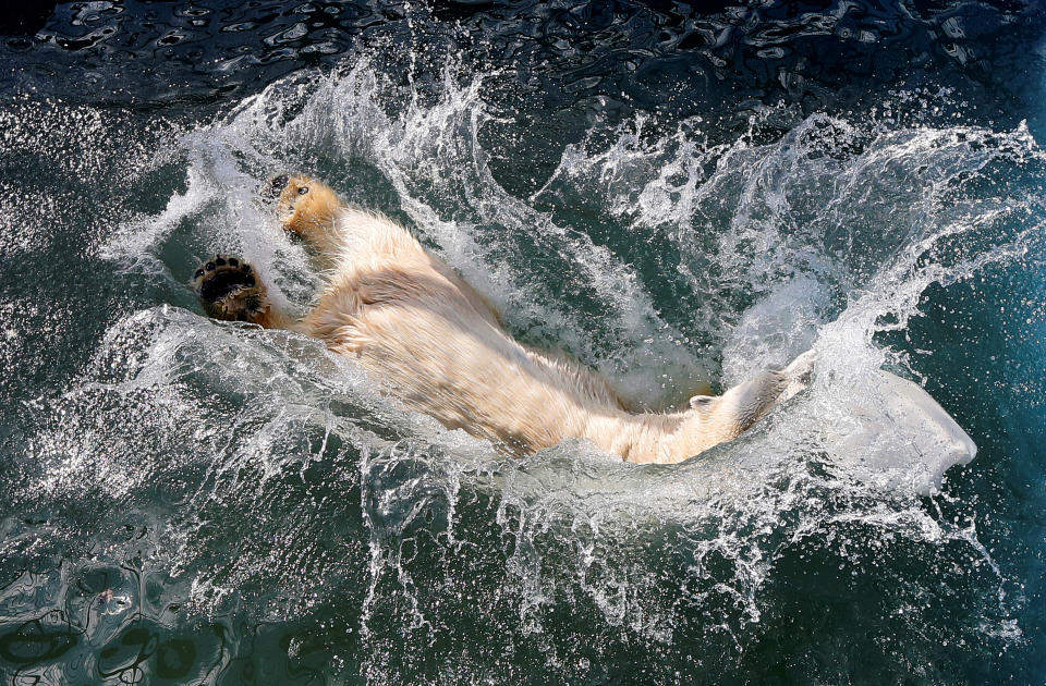 <p>Aurora, a 7-year-old female polar bear, jumps into a swimming pool which was recently filled with water after the winter season, at the Royev Ruchey Zoo, April 24, 2017. (Photo: Ilya Naymushin/Reuters) </p>