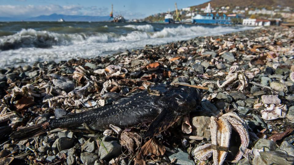 Ein toter Fisch am Strand von Khalaktyr auf der Halbinsel Kamtschatka zwischen verendeten Seesternen.