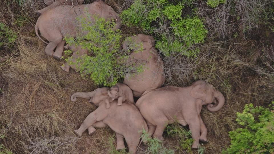 In this aerial photo taken June 7, 2021 and released by the Yunnan Forest Fire Brigade, a migrating herd of elephants rests near Xinyang Township in Jinning District of Kunming city in southwestern China's Yunnan Province. Already famous at home, China's wandering elephants are now becoming international stars. Major global media, including satellite news stations, news papers and wire services are chronicling the herd's more-than year-long, 500 kilometer (300 mile) trek from their home in a wildlife reserve in mountainous southwest Yunnan province to the outskirts of the provincial capital of Kunming. (Yunnan Forest Fire Brigade via AP)