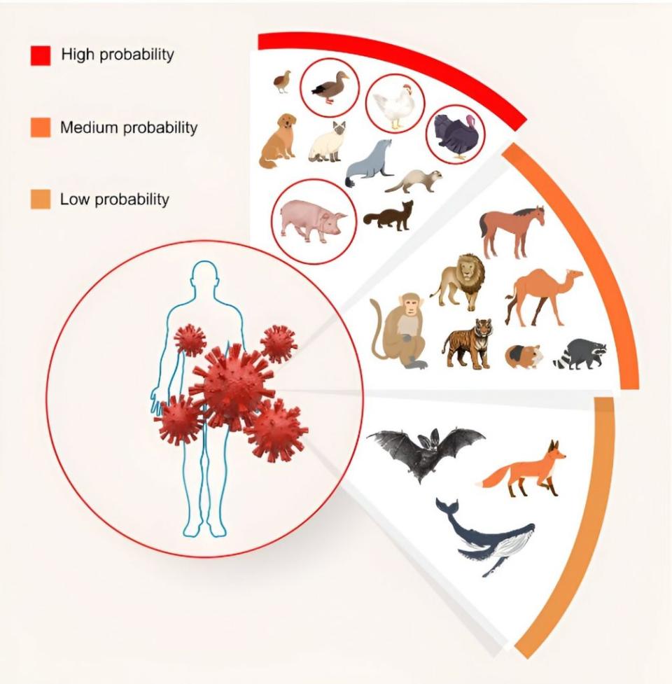 根據科學家研究，不同動物之間可能會發生禽流感病毒的混合，從而產生新的病毒變種。這些動物根據它們感染禽流感的頻率、與人類的親近程度、種群數量以及它們身上是否同時存在禽類和人型的病毒受體被分為不同的概率組。 <br>被認為是「高概率」成為病毒混合宿主的動物包括人類、豬、貂、雪貂、海豹、狗、貓和一些鳥類，特別是火雞、雞、鵪鶉和鴨子。而「中等概率」宿主則包括非人類靈長類動物、浣熊、駱駝、鼠兔、動物園裡的老虎和獅子以及馬。至於被認為是「低概率」宿主的動物則有狐狸、蝙蝠和鯨魚。（圖／《獸醫科學前沿》）