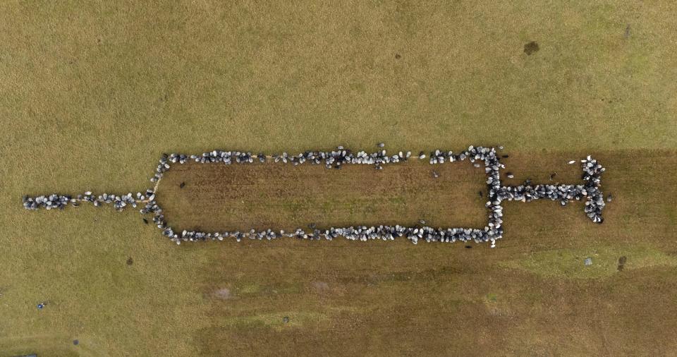 Sheep and goats stand together Monday in Schneverdingen, Germany, as they form an approximately 330-foot syringe to promote vaccinations against COVID-19.