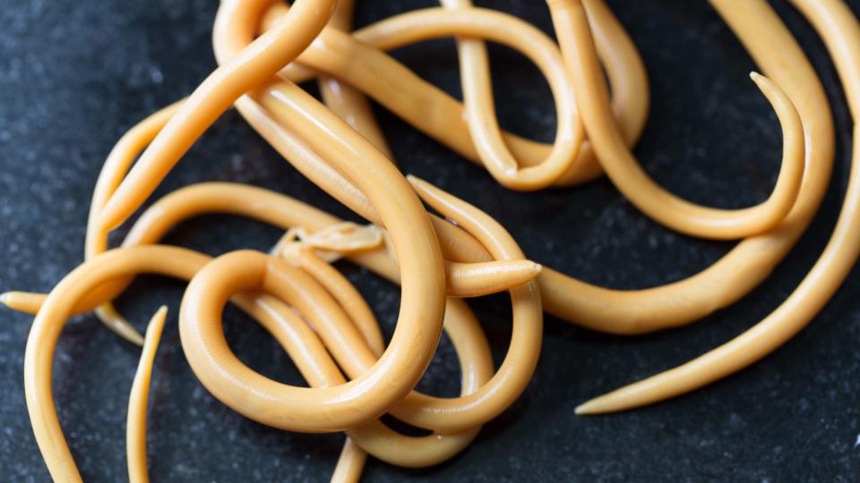 group of yellow-colored parasitic roundworms on a dark background