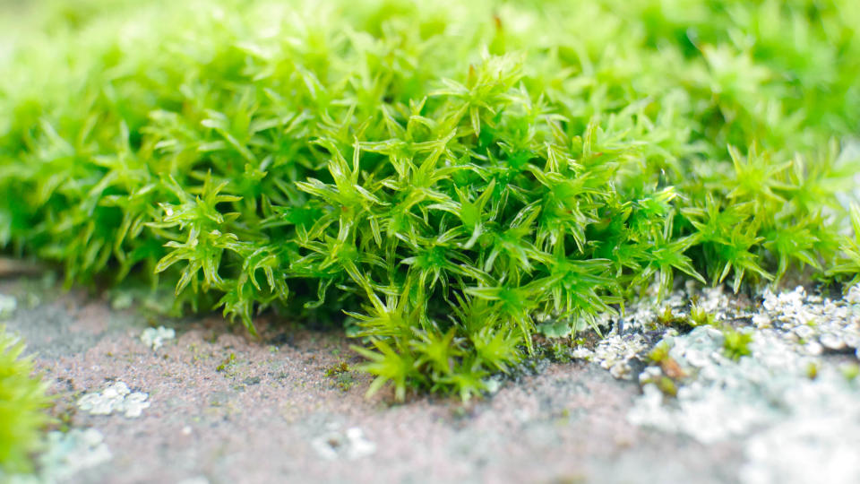 Green Irish Moss