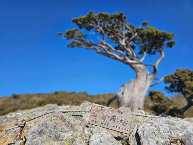 山友不甩標語跨圍欄，踩在玉山圓柏的根部拍照。（圖／翻攝自愛上嘉明湖臉書粉專）