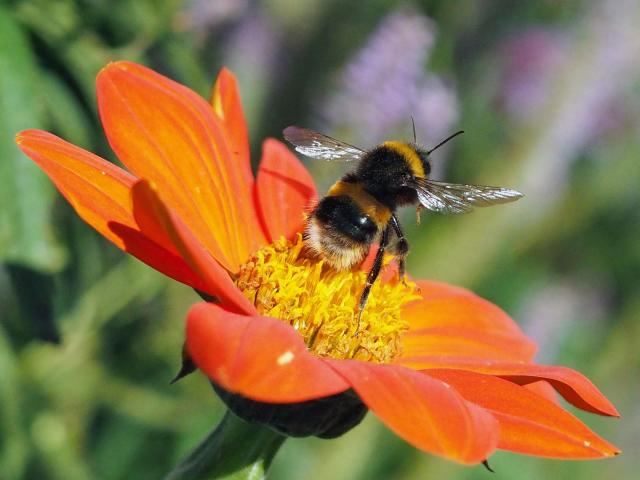 Bumblebee species guide - Bumblebee Conservation Trust