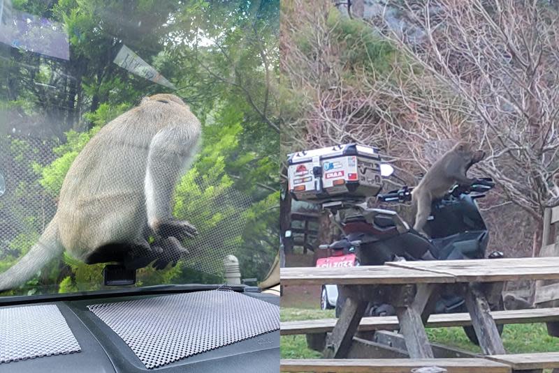武陵農場傳出猴群會搶奪遊客食物，不少遊客抱怨連連。（翻攝武陵農場臉書粉專）