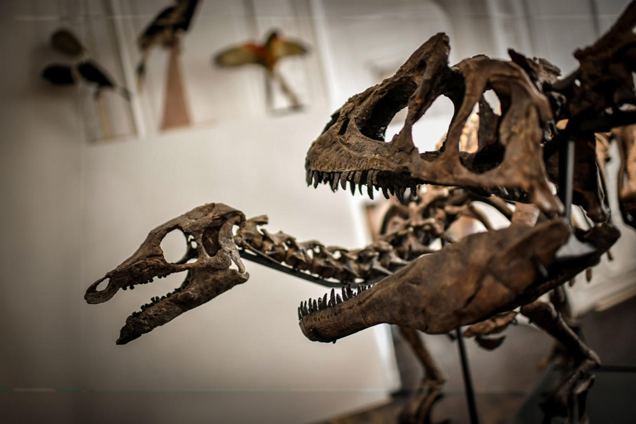 A Camptosaurus (L) and an Allosaurus skeletons are displayed on November 13, 2018 at the Artcurial auction house in Paris. STEPHANE DE SAKUTIN/AFP via Getty Images