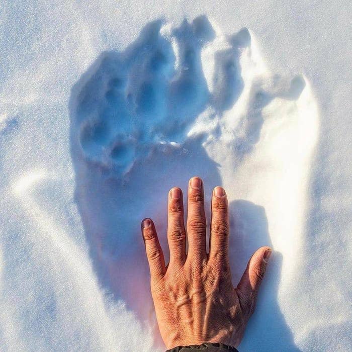 A human hand is placed inside a large animal paw print in the snow, showcasing the size difference