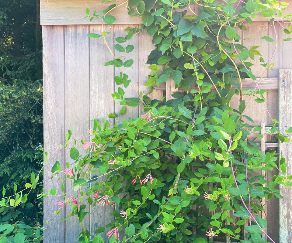 honeysuckle growing on trellis on shed