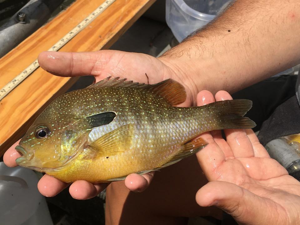 sunfish vs bluegill longear