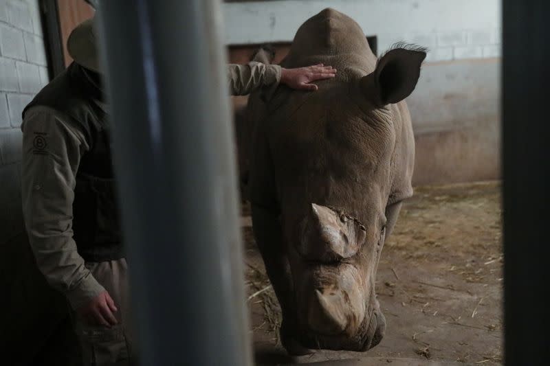 Foto de archivo de un trabajador del Buin Zoo en Santiago tocando un rinoceronte blanco