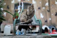 Barcelona cat sanctuary holds interviews via Instagram with people who want to adopt cats