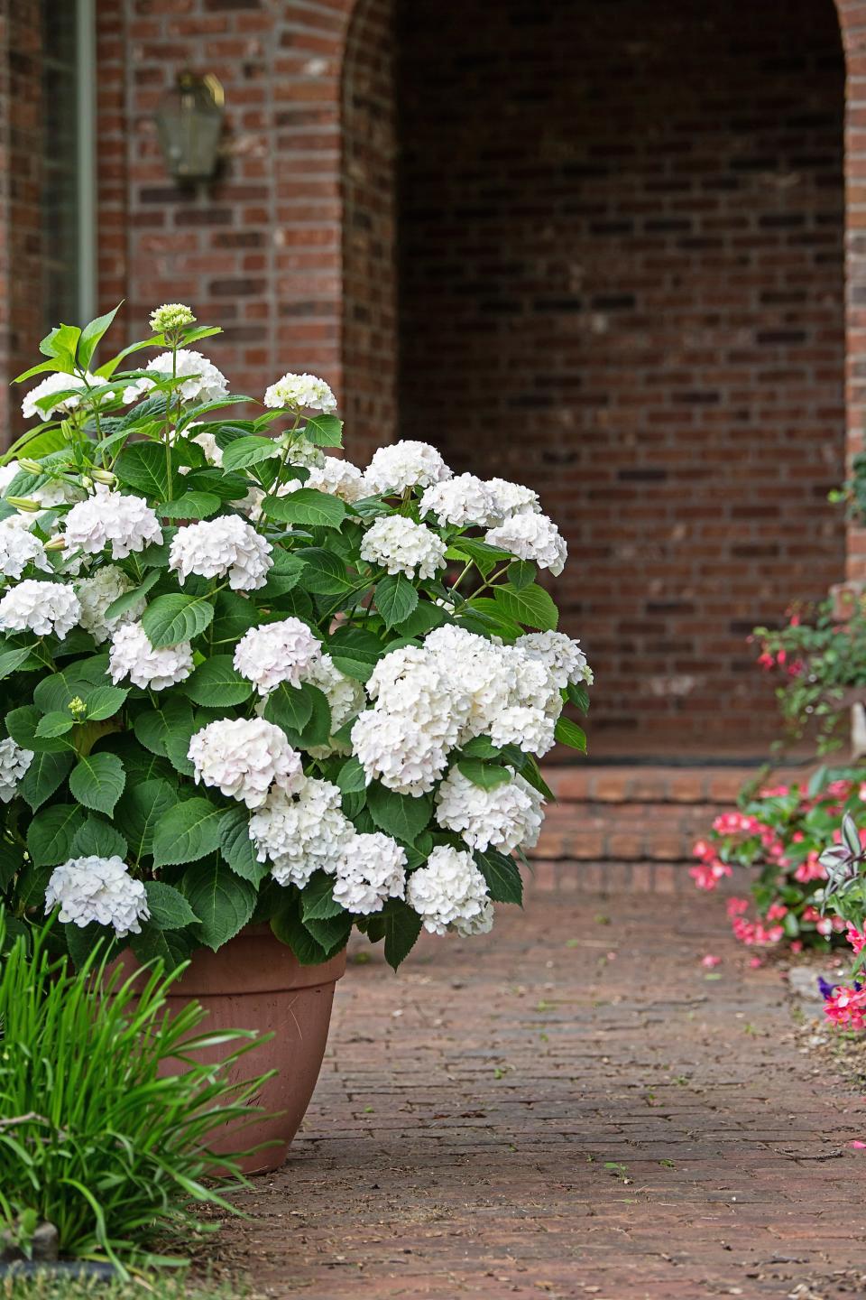 Blushing Bride hydrangeas.