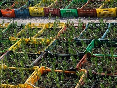 Young olive trees at a nursery outside of Tunis